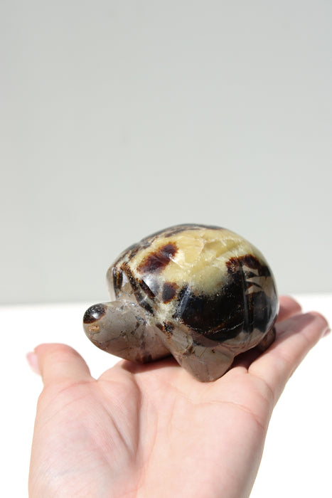 Septarie schildpad | 1