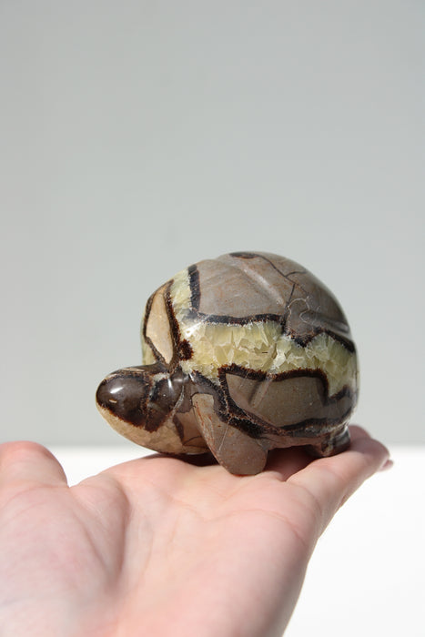 Septarie schildpad | 2